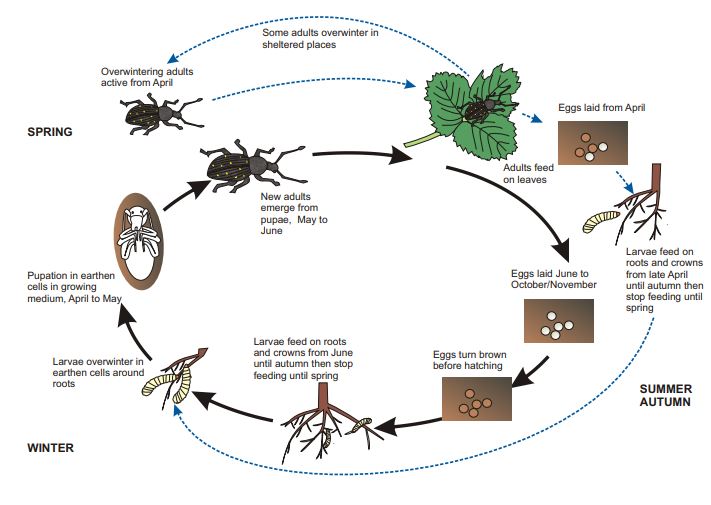 Vine weevil lifecycle